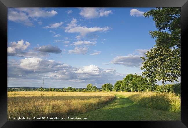 Track beside treelined Rapeseed field at sunset. Framed Print by Liam Grant
