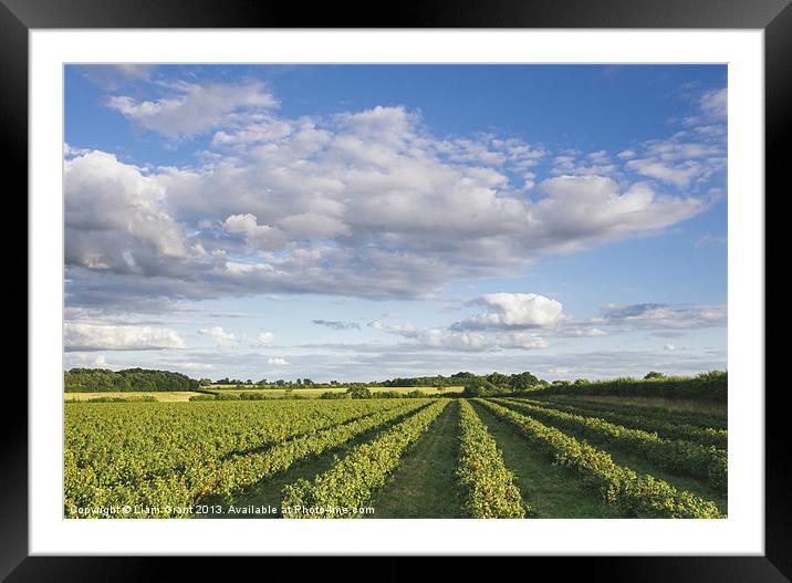 Evening light over rows of Blackcurrant plants. Framed Mounted Print by Liam Grant