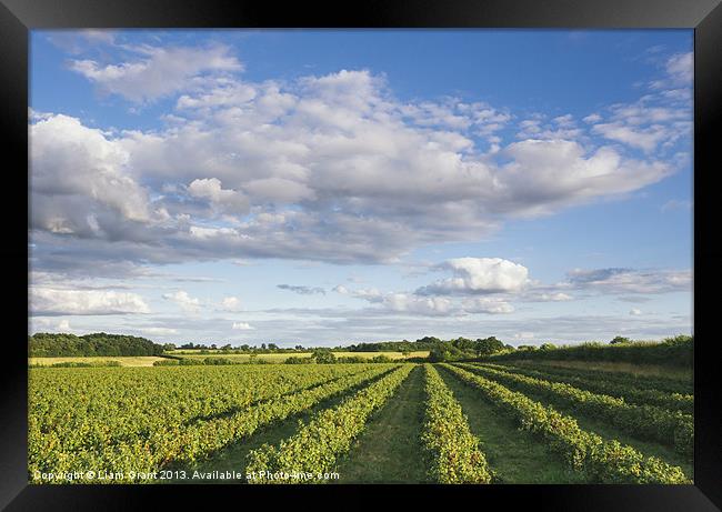 Evening light over rows of Blackcurrant plants. Framed Print by Liam Grant