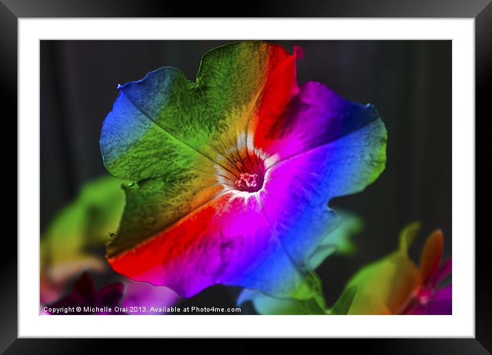 Rainbow Petunia Framed Mounted Print by Michelle Orai