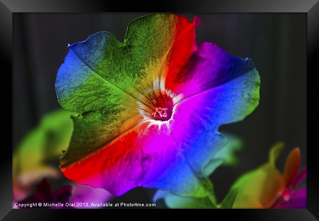 Rainbow Petunia Framed Print by Michelle Orai
