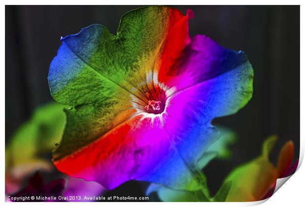 Rainbow Petunia Print by Michelle Orai