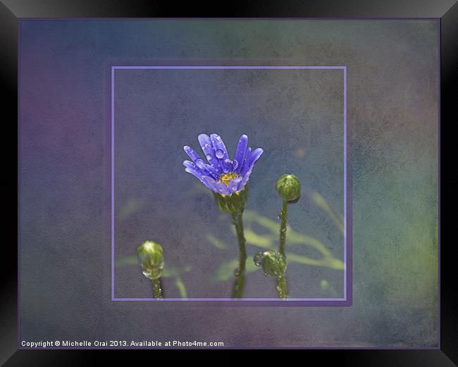 Little blue flower with raindrops Framed Print by Michelle Orai