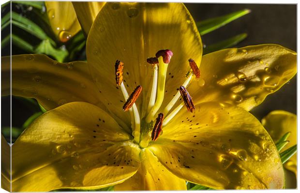 Lilly Canvas Print by simon  davies
