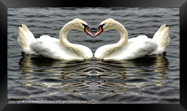 Mute Swan Heart Framed Print by Avril Harris