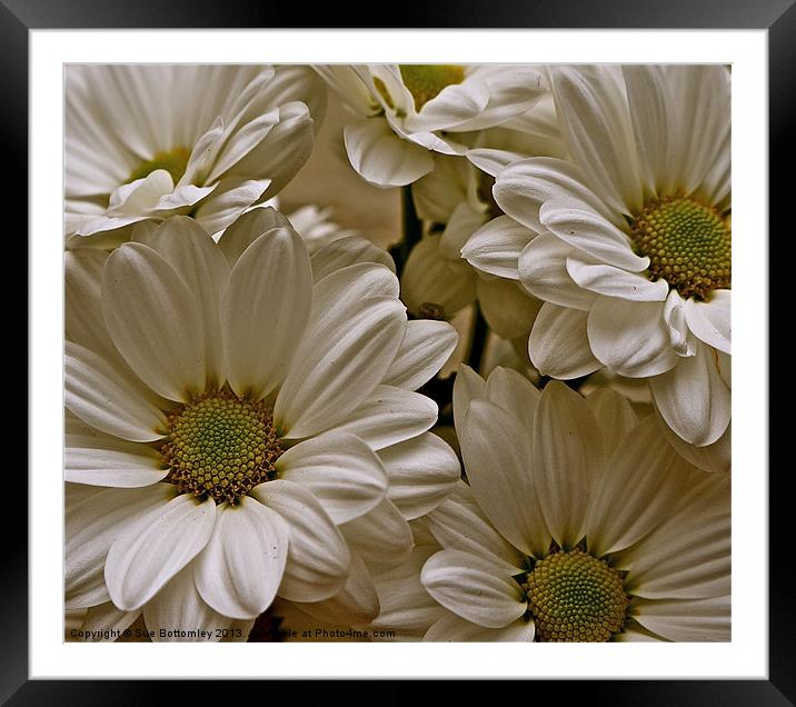 Bold striking Daisys Framed Mounted Print by Sue Bottomley