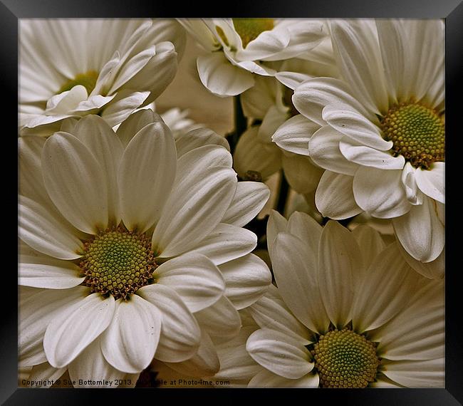 Bold striking Daisys Framed Print by Sue Bottomley