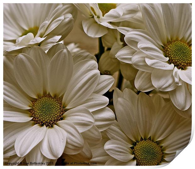 Bold striking Daisys Print by Sue Bottomley