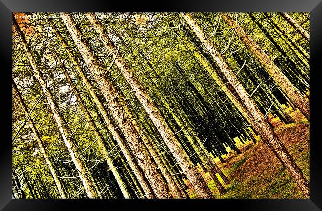 Whitford Pines Framed Print by Eben Owen