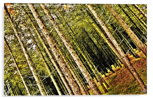 Whitford Pines Acrylic by Eben Owen