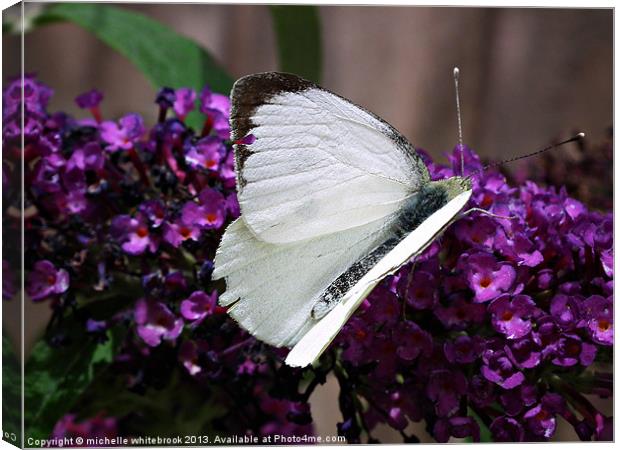 Large White Butterfly 2 Canvas Print by michelle whitebrook
