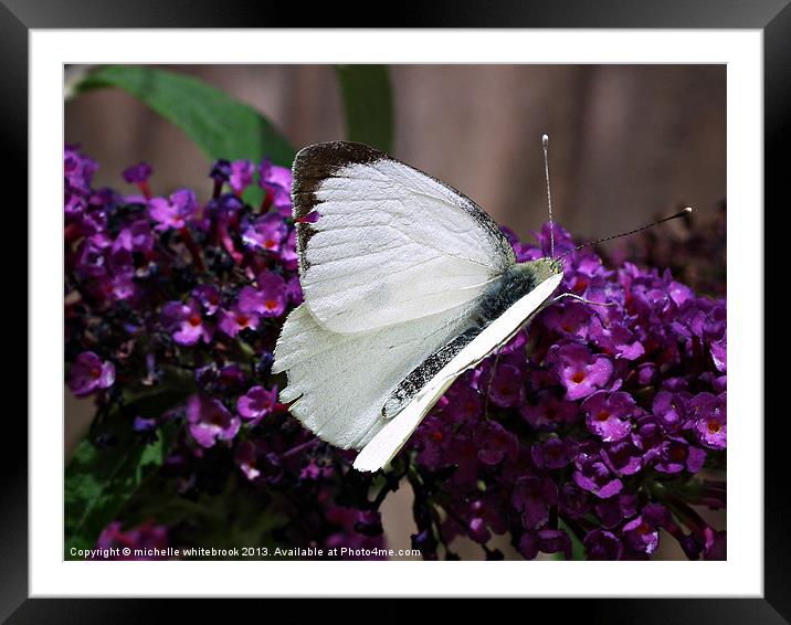 Large White Butterfly 2 Framed Mounted Print by michelle whitebrook