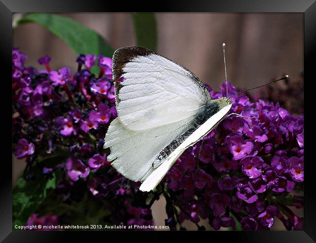 Large White Butterfly 2 Framed Print by michelle whitebrook