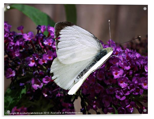 Large White Butterfly 2 Acrylic by michelle whitebrook