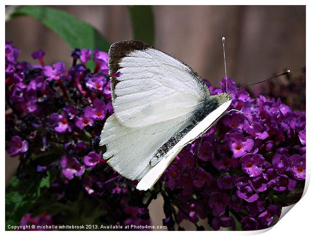 Large White Butterfly 2 Print by michelle whitebrook