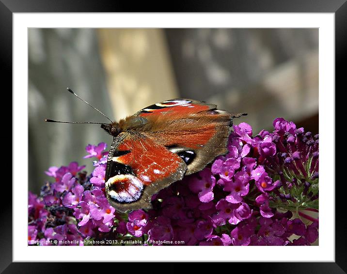 Peacock Butterfly Framed Mounted Print by michelle whitebrook
