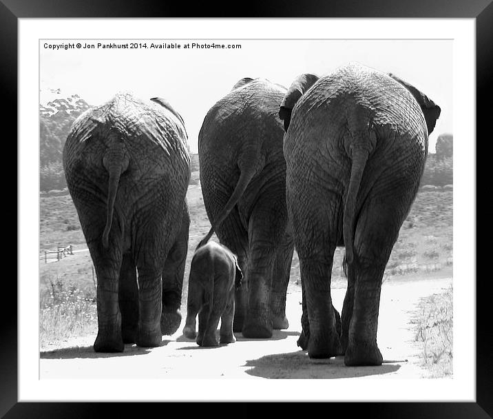 Majestic Elephants in South Africa Framed Mounted Print by Jonathan Pankhurst