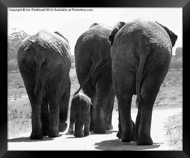 Majestic Elephants in South Africa Framed Print by Jonathan Pankhurst