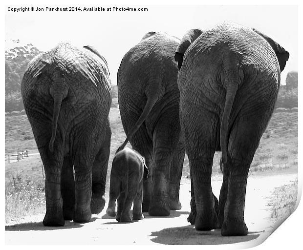 Majestic Elephants in South Africa Print by Jonathan Pankhurst