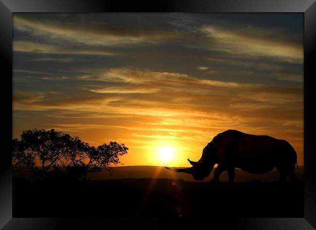 Majestic Rhino at Sunset Framed Print by Jonathan Pankhurst