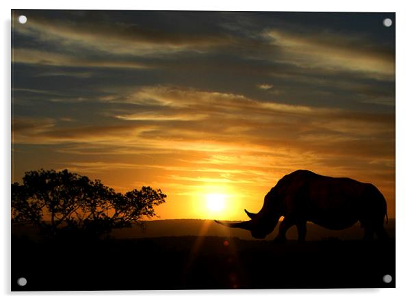 Majestic Rhino at Sunset Acrylic by Jonathan Pankhurst