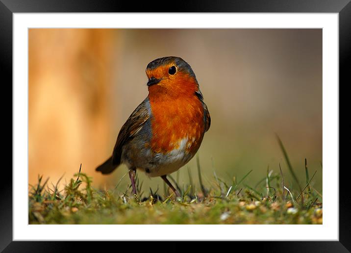 Robin Framed Mounted Print by Macrae Images