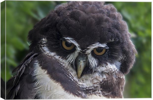 Spectacled Owl Canvas Print by Roger Green