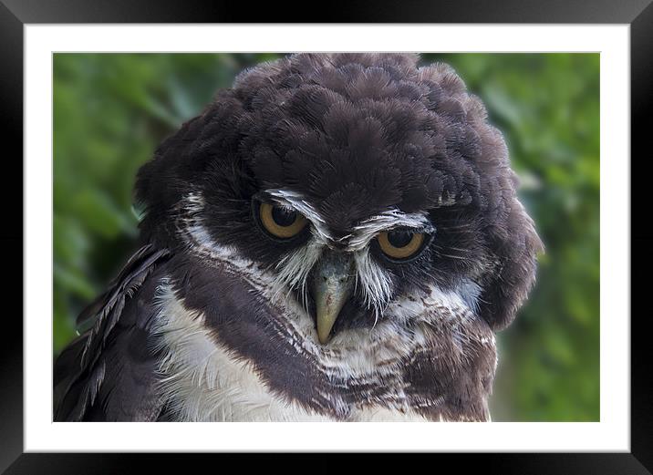Spectacled Owl Framed Mounted Print by Roger Green