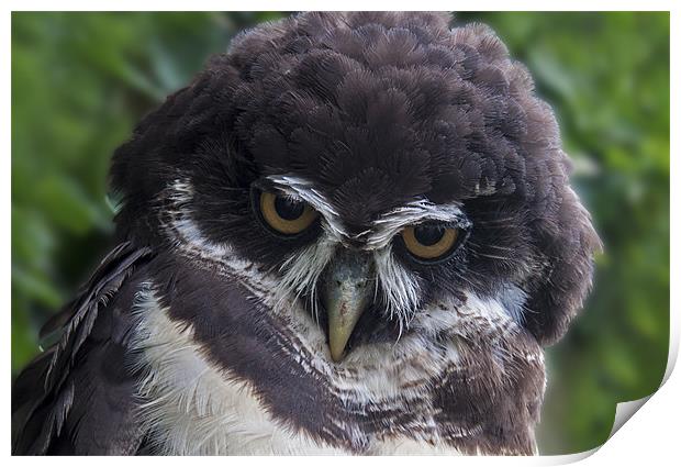 Spectacled Owl Print by Roger Green
