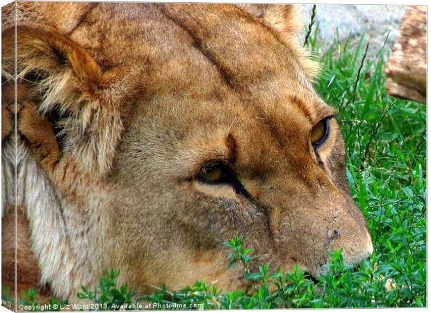 Lioness just relaxing Canvas Print by Liz Ward