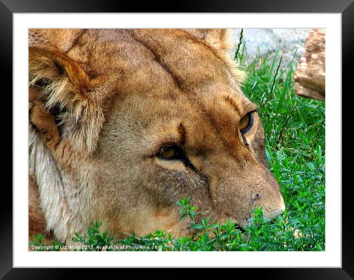 Lioness just relaxing Framed Mounted Print by Liz Ward