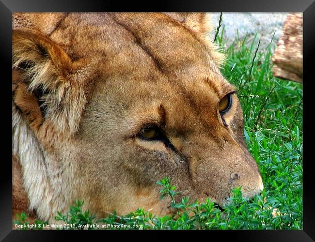 Lioness just relaxing Framed Print by Liz Ward