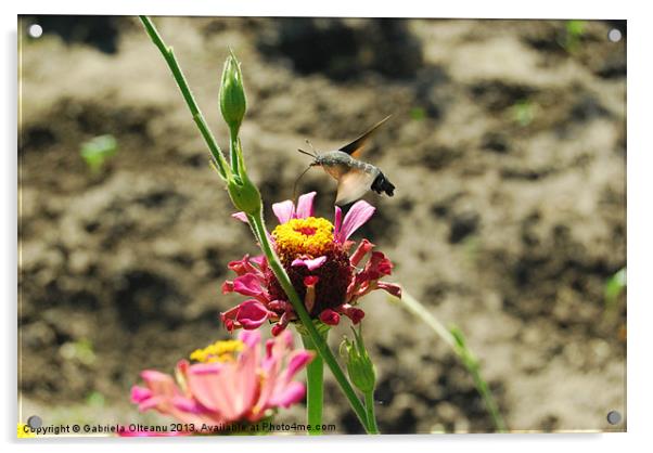 Hummingbird Hawk-moth Acrylic by Gabriela Olteanu