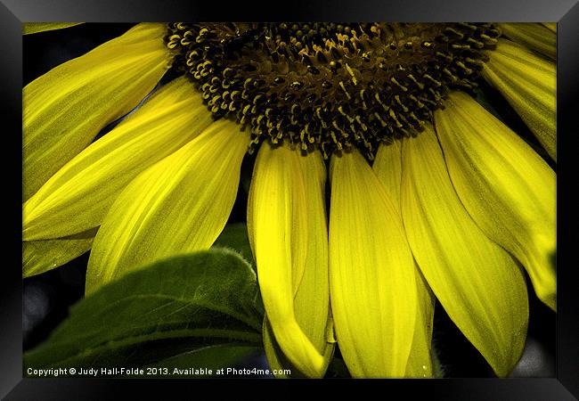 Slice of a Sunflower Framed Print by Judy Hall-Folde