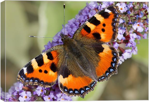Small Tortoiseshell Canvas Print by Val Saxby LRPS