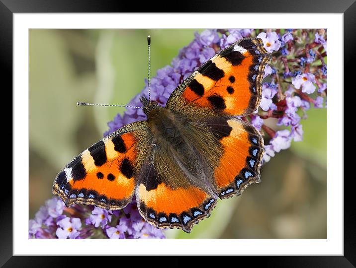 Small Tortoiseshell Framed Mounted Print by Val Saxby LRPS