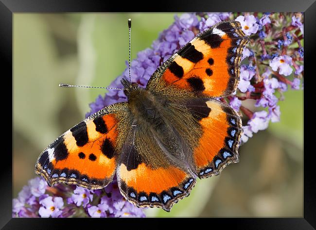 Small Tortoiseshell Framed Print by Val Saxby LRPS