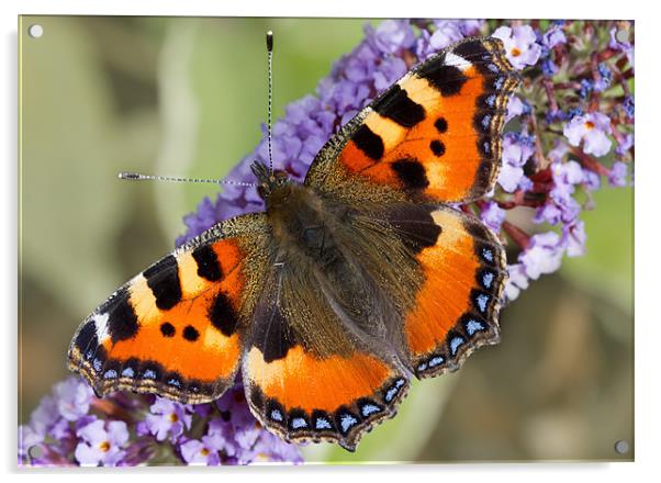 Small Tortoiseshell Acrylic by Val Saxby LRPS