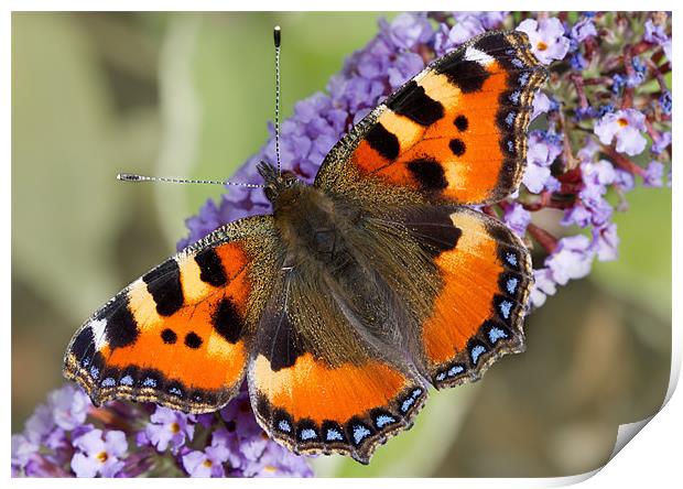 Small Tortoiseshell Print by Val Saxby LRPS
