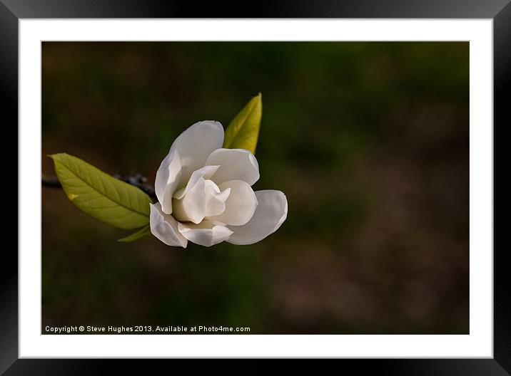 First Spring blooms Framed Mounted Print by Steve Hughes