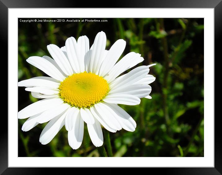Giant Daisy Framed Mounted Print by Jez Mouncer