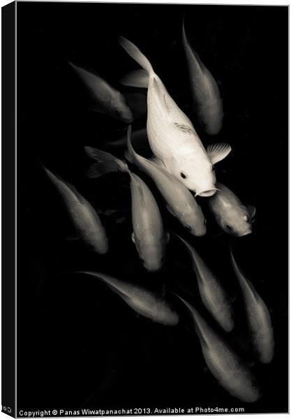 White among Red Koi Fish Canvas Print by Panas Wiwatpanachat