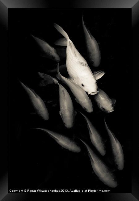 White among Red Koi Fish Framed Print by Panas Wiwatpanachat