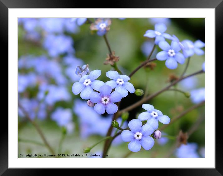 Water Forget-Me-Not Framed Mounted Print by Jez Mouncer