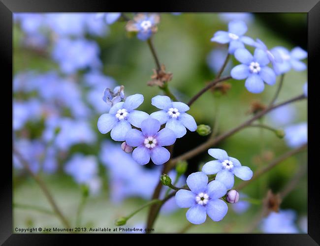 Water Forget-Me-Not Framed Print by Jez Mouncer