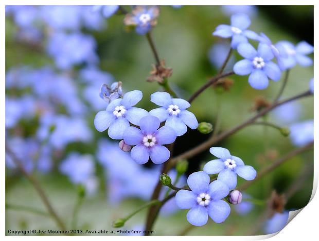 Water Forget-Me-Not Print by Jez Mouncer