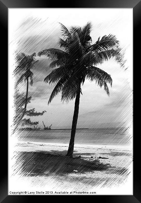 Palms Tree Framed Print by Larry Stolle