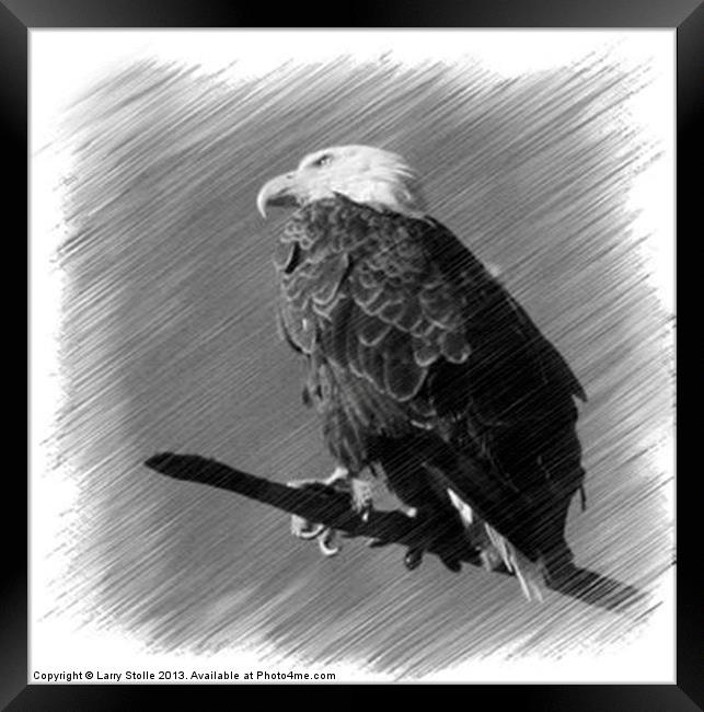 Eagle Framed Print by Larry Stolle