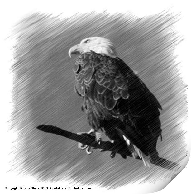 Eagle Print by Larry Stolle