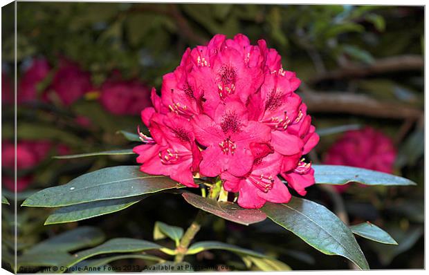 Red Rhododendrons Canvas Print by Carole-Anne Fooks